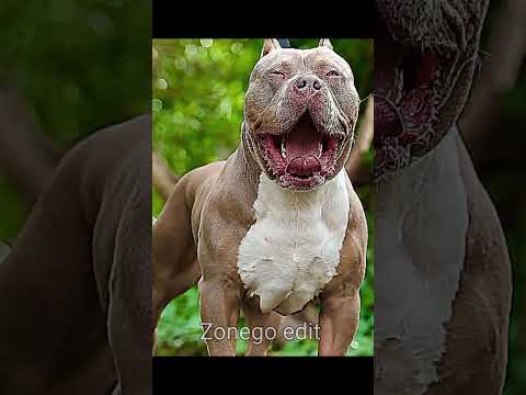 Giant Dog Gone Wild 💀🐕