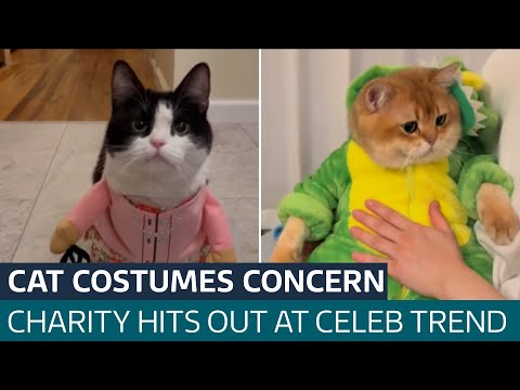 Celebrities including Jennifer Garner told off for dressing up their cats in costumes  | ITV News