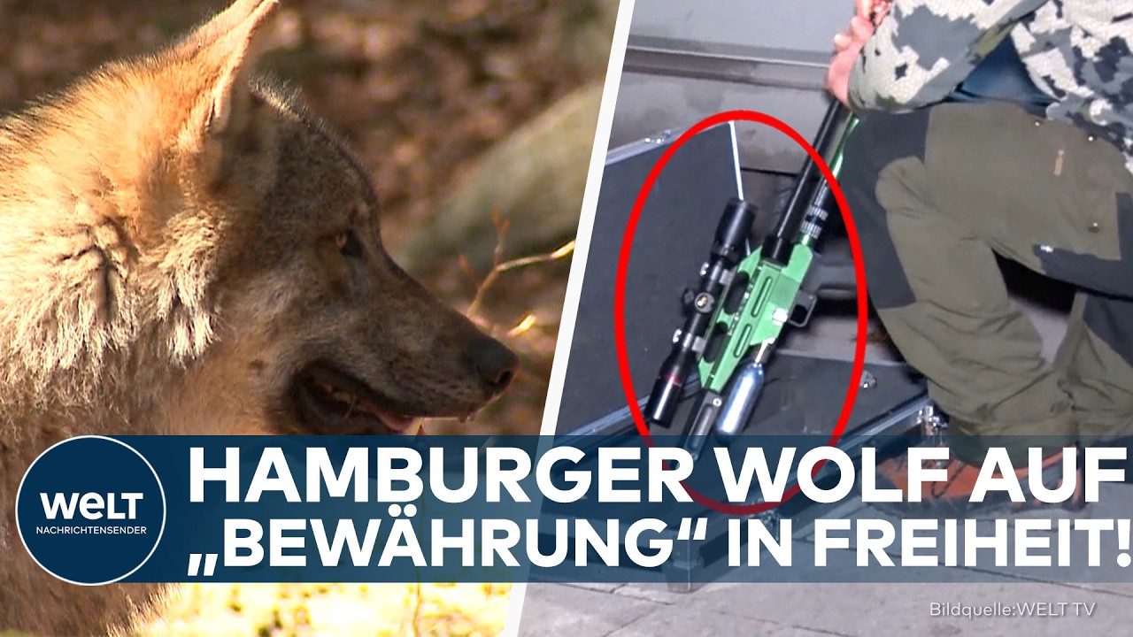 HAMBURG: "Auswilderung auf Bewährung" – Wolf ist nach Attacke auf 60-Jährige wieder in Freiheit!