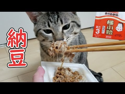 猫が初めて納豆を食べた時の反応が予想外だったｗ
