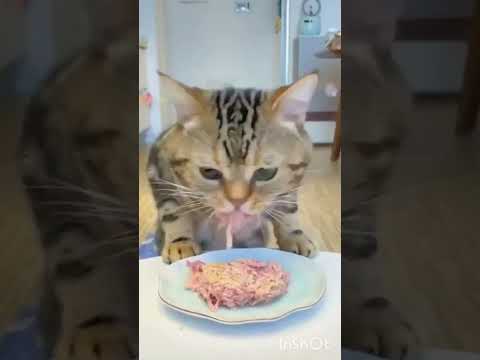 4 PESAN ALLAH KETIKA KUCING MENCURI MAKANANMU