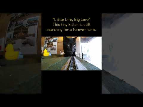 “Do We Deserve to Live?”Watch their eyes light up with hope atop diorama