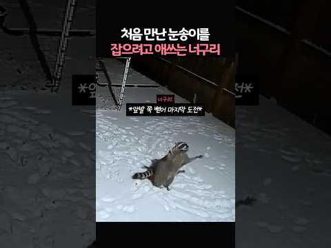 처음 만난 눈송이를 잡으려 애쓰는 <strong>너구리</strong>