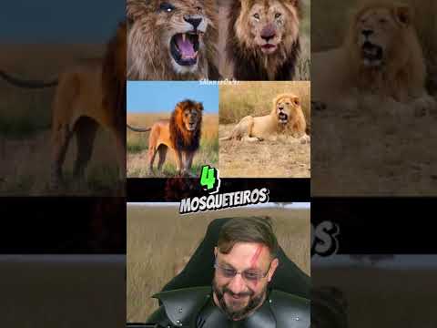 Coalizão de leões: os Leões mais velhos Lolparpit, Scarface e Makulu  VÍDEO 35 #educaçãoambiental