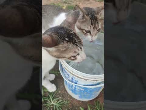Drinking water| #cat #catlover #kitten #catvideos #catsoftiktok #catstagram #cutecat #kitty#kittycat