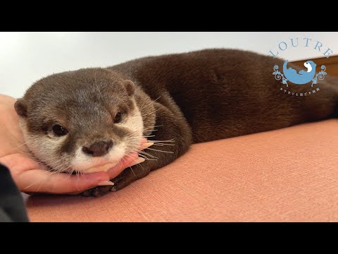 Save The Otters From The Summer Heat!