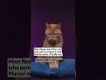 Meet Nemo, one of the cats who portrays Goose in new Marvel movie, ‘The Marvels’  - 00:14 min - News - Video