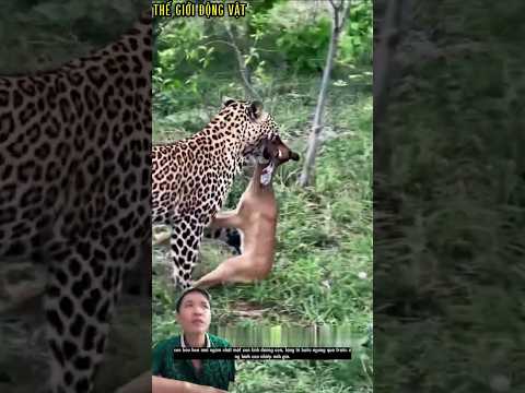 báo hoa ngậm chặt một con linh dương vừa mới săn được.