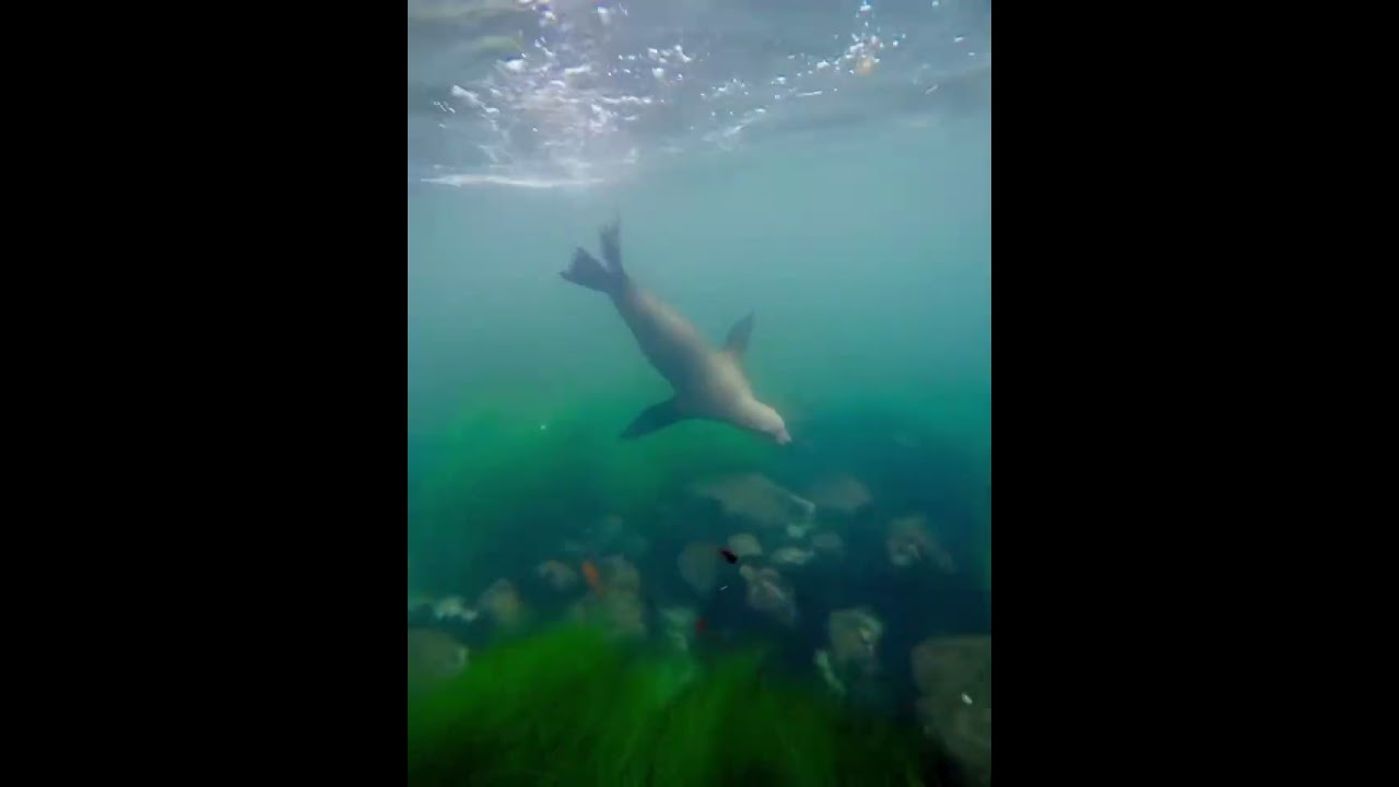 Dive in Scuba San Diego Exp