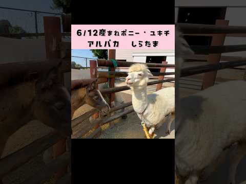 ユキチの成長記録とアルパカ・しらたまとの比較映像【東武動物公園】 サムネイル