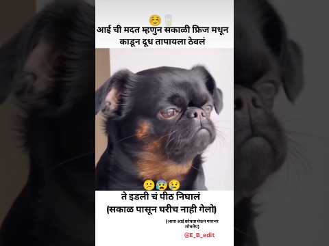 इटली चं पिठ😂😂 #funny #funnyanimals #comedy #konkancomedy #bappa