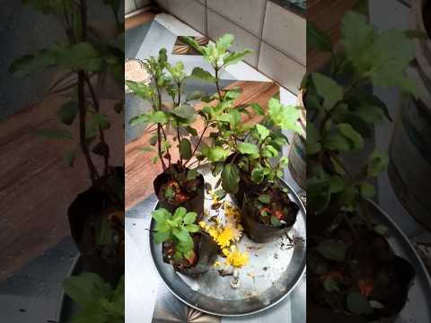 tulsa ki I Hai barat