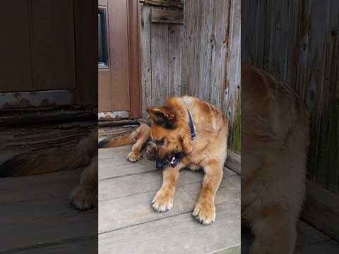 a dog #cute #summer #tiktok #dog #techno