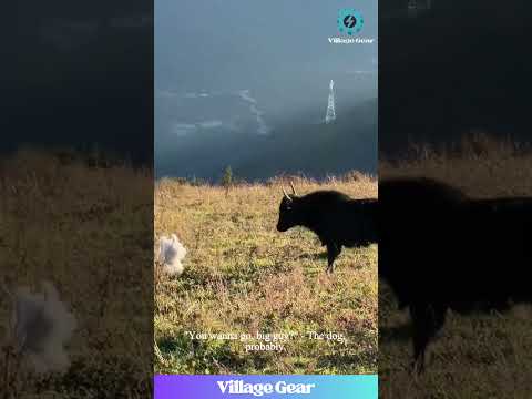 That Little Dog Got YEETED by a Yak & His Reaction is a Whole MOOD! 😂 (He's Okay!) #dog #funny