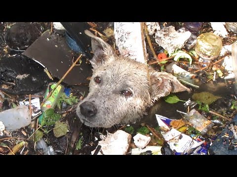 10 jaw-dropping animal rescues!