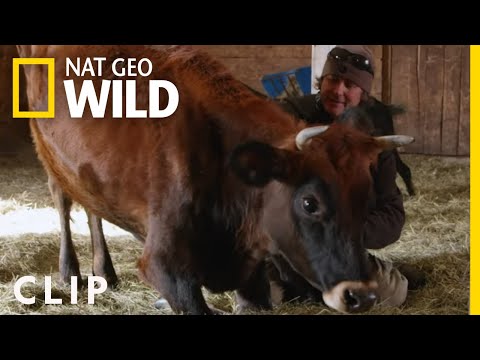 Fitting a Cow With Leg Braces | Wizard of Paws