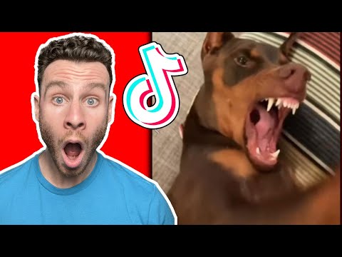 Insane DOBERMAN PINSCHER dog TikToks that'll blow your mind. Dog trainer reacts!
