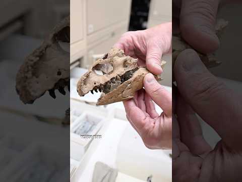 Ever wanted to go inside a dinosaur lab? 🦖 #NationalGeographic #Paleontology
