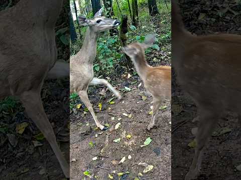 BABY DEER ANNOYS HER MOM 🦌 | Adorable Mother & Fawn Moment in the Wild #shorts