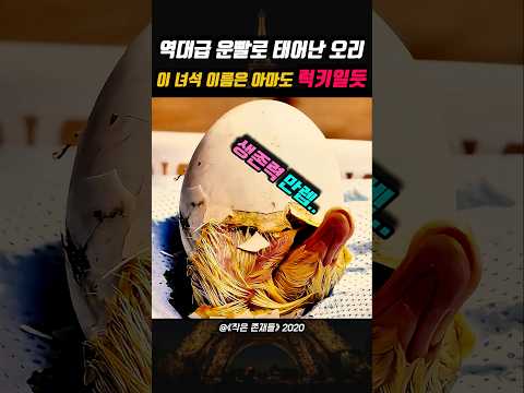 역대급 운빨로 태어난 오리 그의 이름은 아마도 럭키일듯 😁