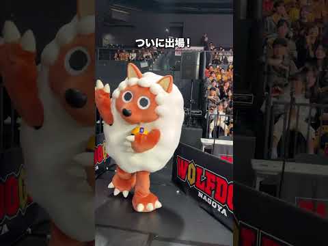 ウルフィの始球式に密着！！#ウルフィ#メーテレ #ウルフドッグス名古屋 #ジェイテクトstings愛知 #バレーボール #バレーボール男子#shorts
