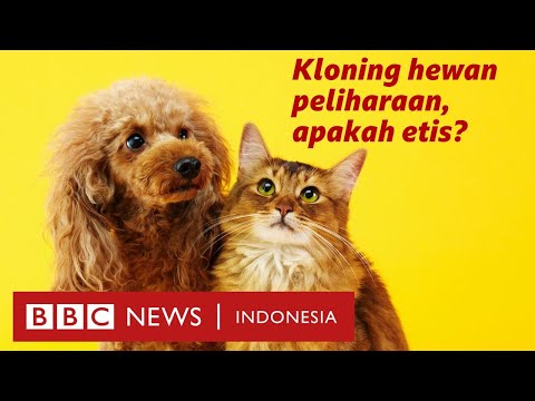 Berminat kloning hewan peliharaan? Siapkan dana Rp798 juta - BBC News
Indonesia