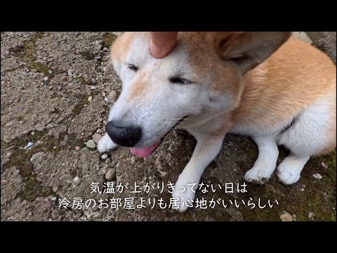 お散歩で上昇した体温をコンクリにべったりすることで発散する野生の知恵 サムネイル