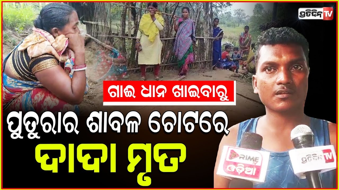 ଗାଈ ଧାନ ଖାଇବାରୁ ଦାଦା କୁ ମାରିଦେଲା ପୁତୁରା ମାଚ୍ଛା, ଗାଁରେ ମୋଟୁ ପୋଲିସ୍। Nephew kills uncle, Malkangiri.
