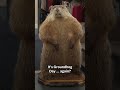 Groundhog Days star is Phil, but the holidays deep roots extend well beyond Punxsutawney #shorts  - 01:01 min - News - Video