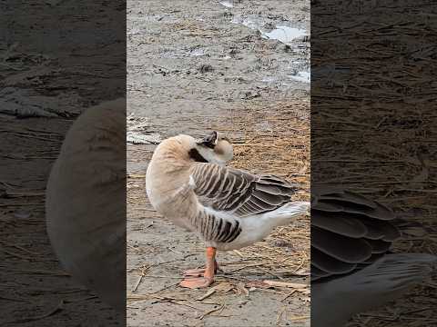 Relaxing Duscks #ducks #petduck #animals #youtubeshorts