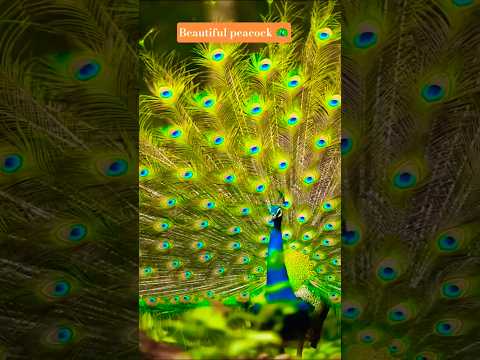 Peacock amazing sound 🦚#viralvideo #birds #youtubestvideo #peacock#peacock #jaishreeram