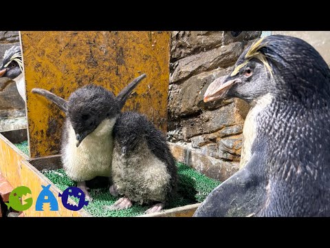 やはり今年も！オレンジの巣にヒナ集合【キタイワトビペンギン】