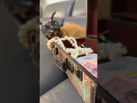 Essa gatinha vai assaltar seu coração 😂🐾