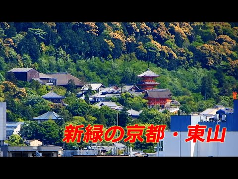 【4K動画】新緑の京都・東山（2024年5月8日　京都市中京区）　Higashiyama, Kyoto, where fresh greenery is dazzling