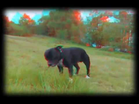 OLLiE-the-DOG on BlackHeath 3D anaglyph test FujiFilm W1 video 3Dru Zed