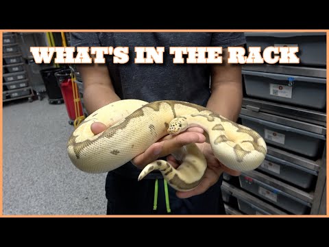 What's In The Rack! Our Breeder Female Ball Python Join this channel to get access to perks_
https_//www.youtube.com/channel/UC4DvlgWFFJsZmlXxULrl6vA/j