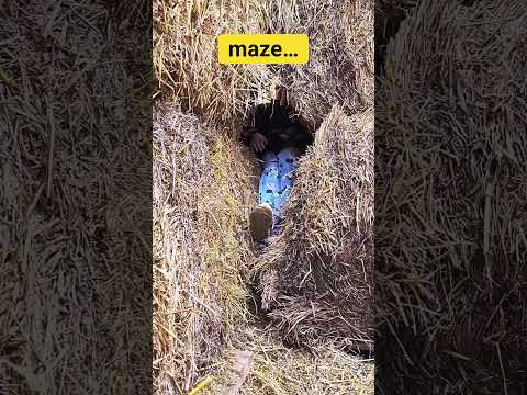 Just me casually getting lost in the straw💀#halloween  #uk #pov #relatable #farm #pumpkin  #autum