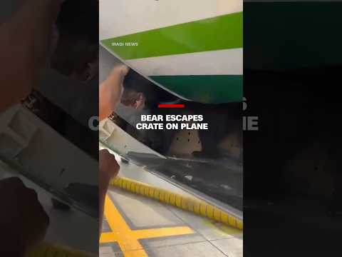 Bear escapes crate on plane