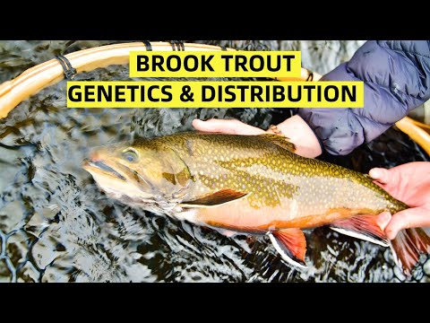 Brook Trout Genetics & Distribution (Retro 2003 Video)