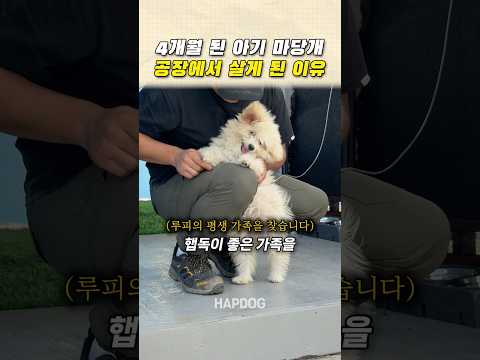 4개월 <strong>된</strong> 아기 마당개 공장에서 살게 <strong>된</strong> 이유