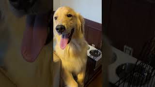 【日常】まねいちゃう！可愛すぎるゴールデンレトリバーのアカリちゃんが招き犬みたいにアピールする様子 #goldenretreiver #ゴー