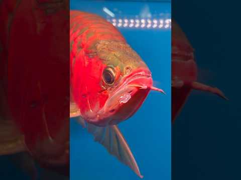 The grand champion arowana?#arowana #aquarium #aqu 