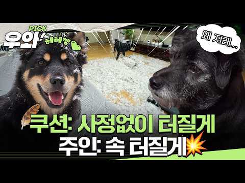 [#동물농장] 집 안에 사람들이 없다 하면 등장하는 대박이의 파괴본능!👊🏻 #우와비