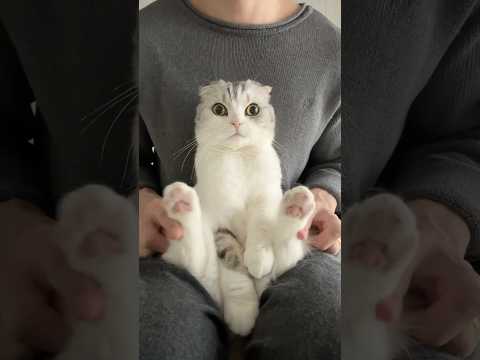 猫の動画サムネイル - 😺？ #猫 #cat
