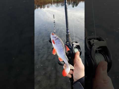 Fox Rage Replicant Roach 14cm #shorts #fishing #foxrage #lures #predatorfishing #roach #pike
