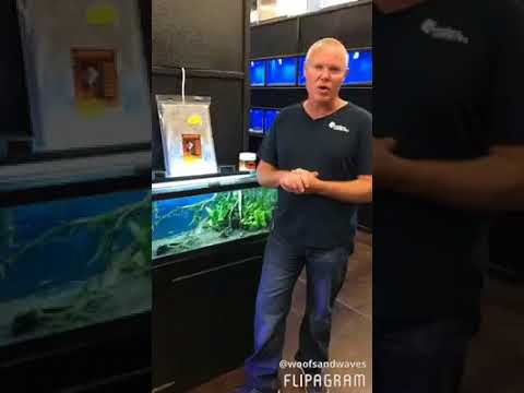 How to fix green fish tank water! Friday Fish Five video with Mark. Learn about phosphates and green water!