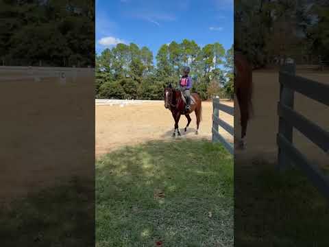 Schooling today!! #horse #horseenthusiast #equestrian #combinedtest