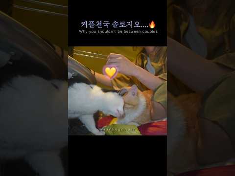 🐈🐈‍⬛냥이 커플사이에 솔로캠퍼 등터지기🩵 / 고양이 /솔로캠핑