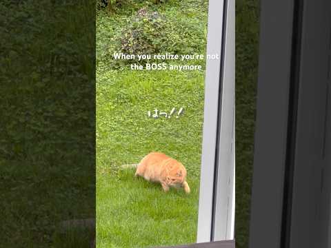 When you realize you're not the BOSS anymore😼#funnycats #shorts #猫動画