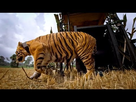 GoPro: Let the Tiger Go